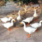 Mangiatoia Circolare di Grande Capacità per Pollame e Galline con Griglia Antispreco