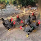 Mangiatoia Circolare di Grande Capacità per Pollame e Galline con Griglia Antispreco