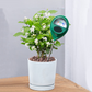 ⏳ 50% di sconto – solo per oggi! ⏰ Misuratore di umidità professionale per piante (indoor e outdoor) 🌱💦